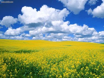 Rapeseed Field Idaho screenshot