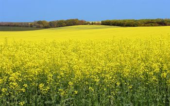 Rapeseed Field screenshot