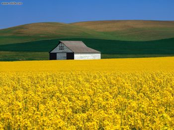 Rapeseed In Bloom Whitman County Washington screenshot