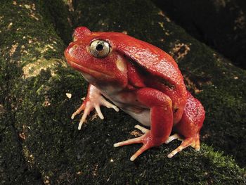 Rare Tomato Frog, Maroantsetra, Madagascar screenshot