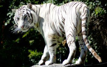 Rare White Tiger screenshot