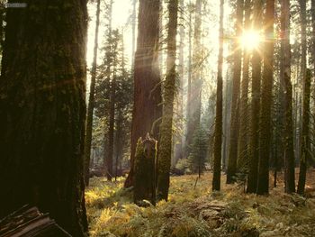 Reaching Through The Giant Forest California screenshot