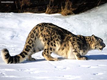 Ready To Pounce Snow Leopard screenshot
