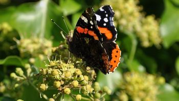 Red Admiral Butterfly screenshot