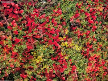 Red Bear Berry Denali National Park Alaska screenshot