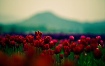 Red Buds Flowers screenshot