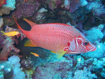 Red Cardinal Fish screenshot