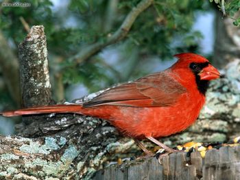 Red Cardinal screenshot