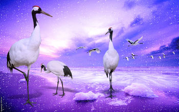 Red Crowned Cranes Japan screenshot