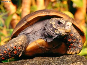 Red Foot Tortoise screenshot