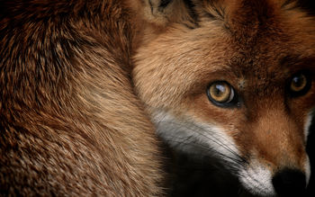 Red fox screenshot