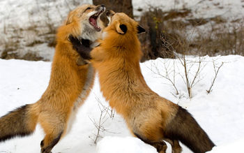 Red Foxes Montana screenshot