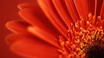 Red Gerbera Daisy screenshot