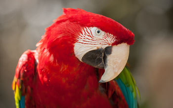 Red Green Macaw 4K screenshot