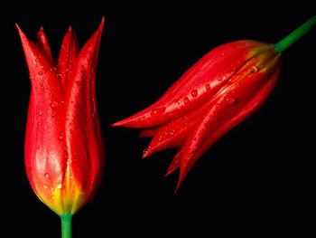 Red Hot Tulips screenshot