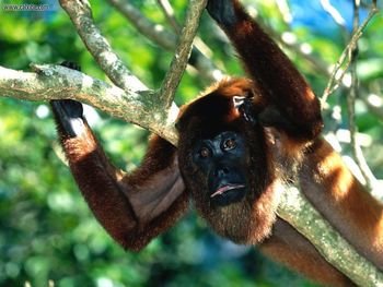 Red Howler Monkey screenshot