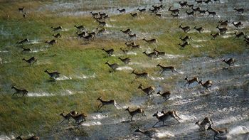 Red Lechwe Running Across The Floodplain, Okavango Delta, Botswana screenshot