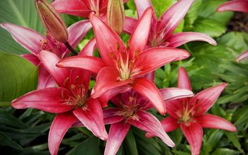 Red Lilies Flowers screenshot