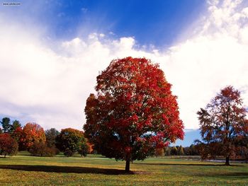 Red Maple Tree Bernheim Forest Arboretum Clermont Kentucky screenshot