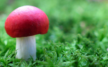 Red Mushroom in Green screenshot