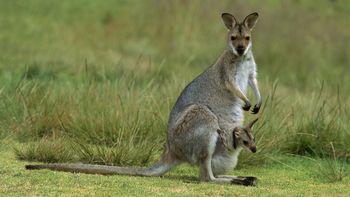 Red Necked Wallaby With Baby, Bunya Mountains National Park, Australia screenshot