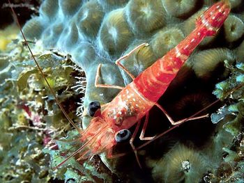 Red Night Shrimp screenshot