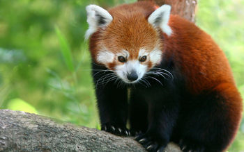 Red Panda screenshot