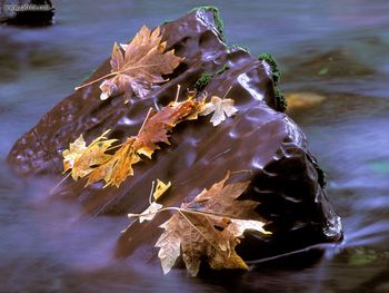 Red Reef Skokomish River Olympic National Park Washington screenshot