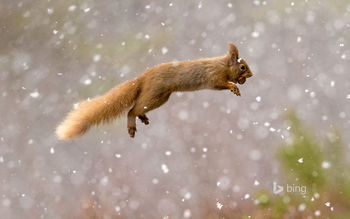 Red Squirrel screenshot