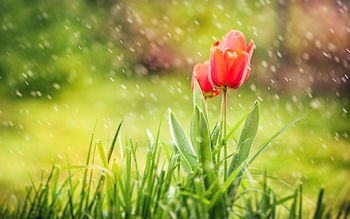 Red Tulip Rain screenshot