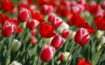 Red Tulips in spring screenshot