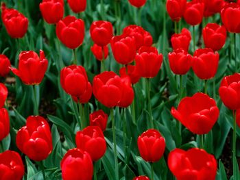 Red Tulips screenshot