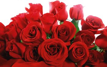 Red Valentine Roses screenshot