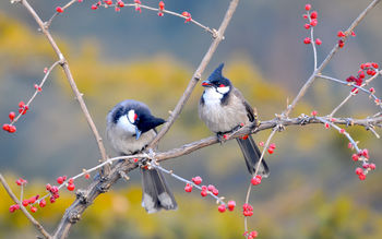 Red whiskered Bulbul Birds screenshot