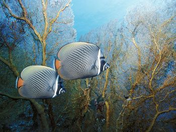 Redtail Butterflyfish, Andaman Sea, Thailand screenshot