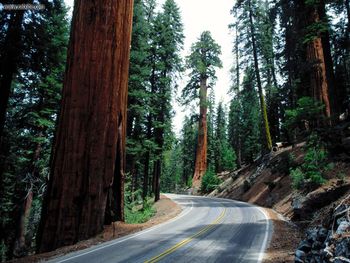 Redwood Road Sequoia National Park screenshot