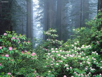 Redwoods And Blooming Rhododendrons California screenshot