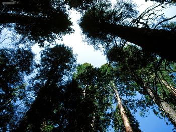 Redwoods And Sequoias screenshot