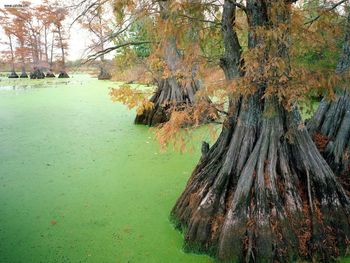 Reelfoot Lake Near Tiptonville Tennessee screenshot