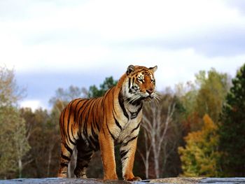 Regal Bengal screenshot