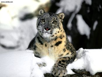 Relaxing Snow Leopard screenshot