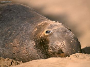 Resting Elephant Seal California screenshot