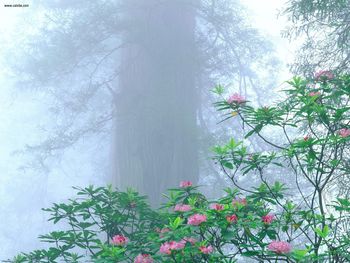 Rhododendron Redwood National Park California screenshot