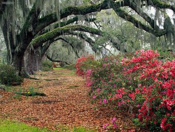 Rhododendrons And Live Oaks Magnolia Plantation Charleston South Carolina screenshot