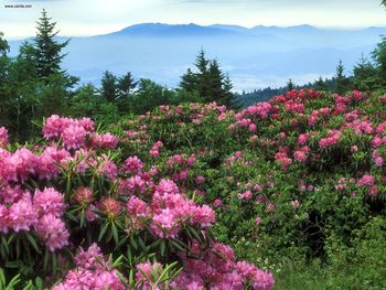 Rhododendrons Roan Mountain North Carolina screenshot