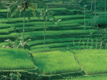 Rice Plantations Bali Indonesia screenshot