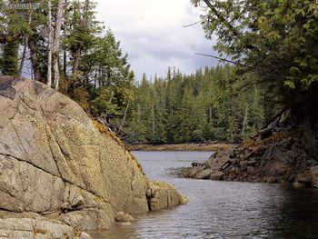 River Channel Temperate Rain Forest Southern Canada screenshot