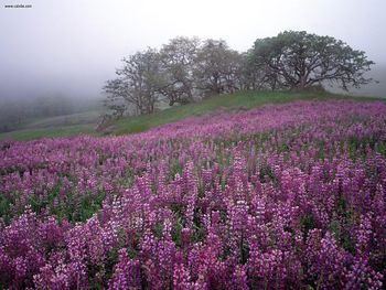 River Lupines In Fog Redwood National Park California screenshot