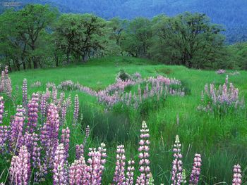 River Lupines Redwood National Park California screenshot