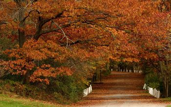 Road In The Woods screenshot